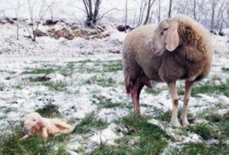 Using a Stanchion to Feed a Rejected Lamb